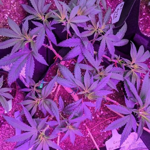 Ten year old seed  growlog timeline photo