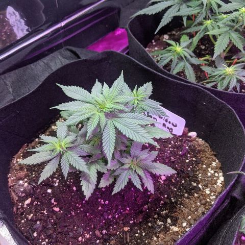 White Widow Mother  growlog timeline photo