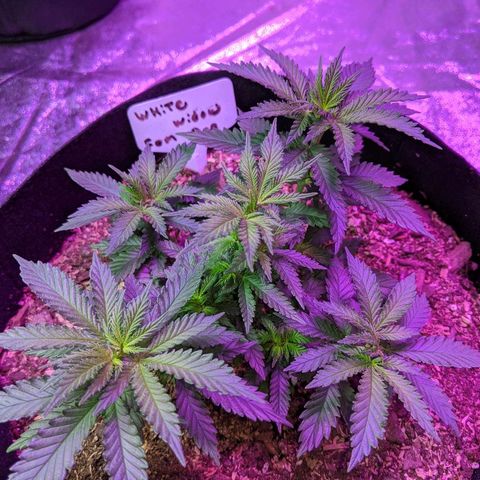 White Widow Mother  growlog timeline photo