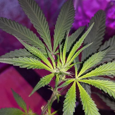 Ten year old seed  growlog timeline photo