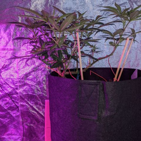 Ten year old seed  growlog timeline photo