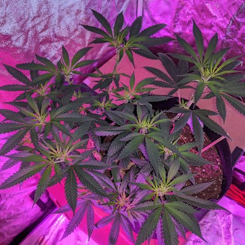 Ten year old seed  growlog timeline photo