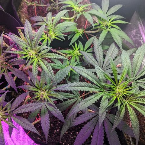 Ten year old seed  growlog timeline photo