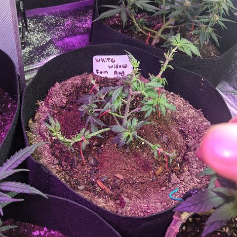 White Widow Mother  growlog timeline photo