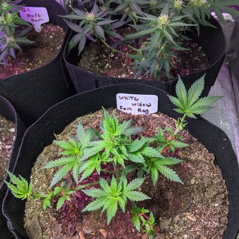 White Widow Mother  growlog timeline photo