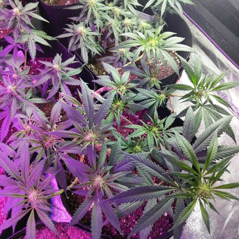 Ten year old seed  growlog timeline photo