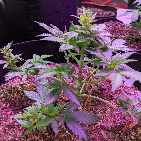 White Widow Mother  growlog timeline photo