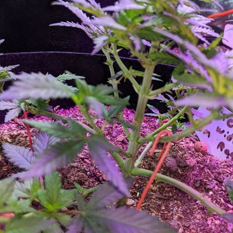 White Widow Mother  growlog timeline photo