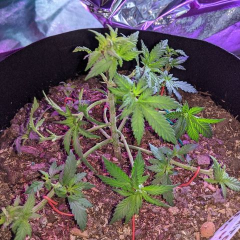 White Widow Mother  growlog timeline photo
