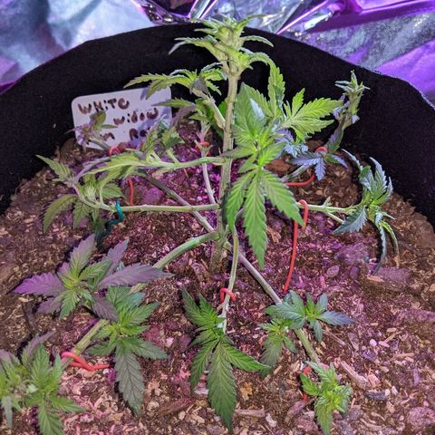 White Widow Mother  growlog timeline photo