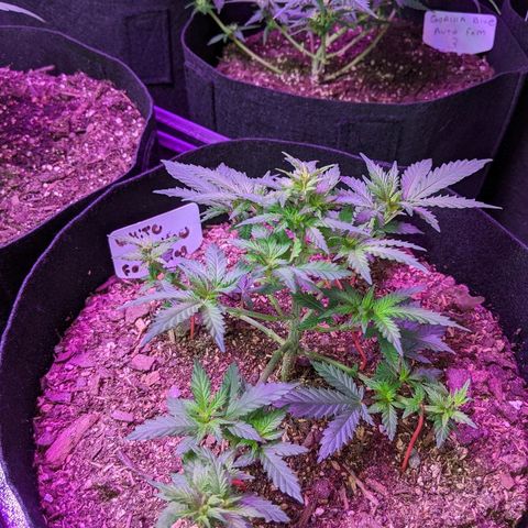 White Widow Mother  growlog timeline photo