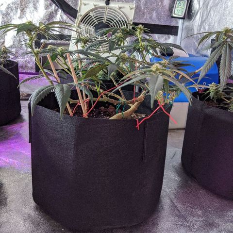 Ten year old seed  growlog timeline photo