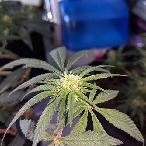 Ten year old seed  growlog timeline photo