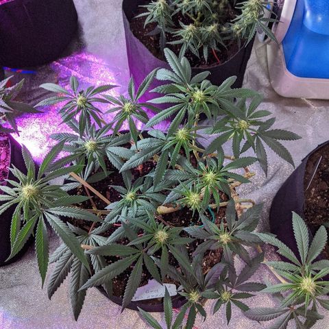 Ten year old seed  growlog timeline photo