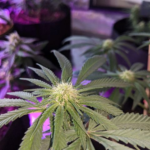 Ten year old seed  growlog timeline photo