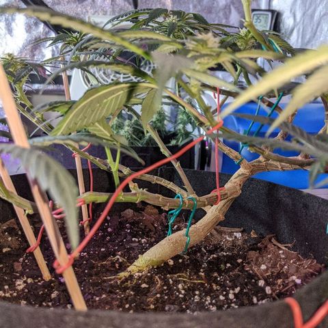 Ten year old seed  growlog timeline photo