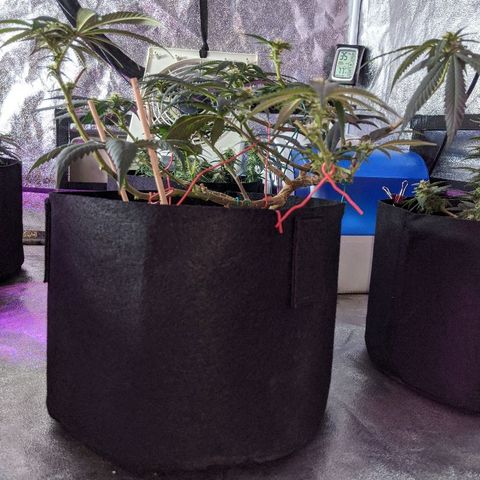 Ten year old seed  growlog timeline photo