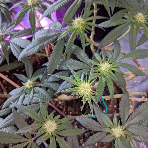 Ten year old seed  growlog timeline photo