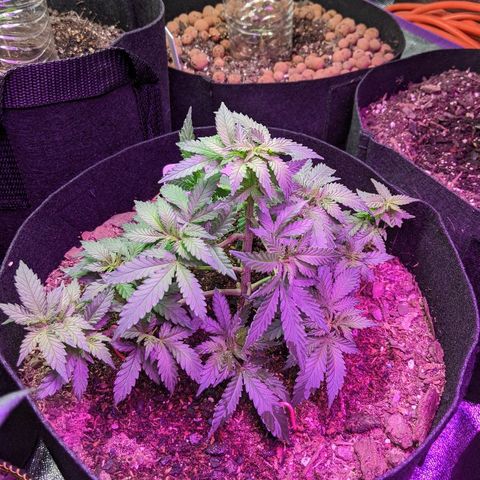 White Widow Mother  growlog timeline photo