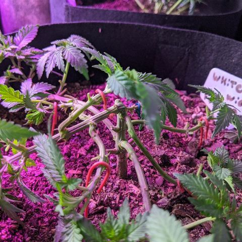White Widow Mother  growlog timeline photo