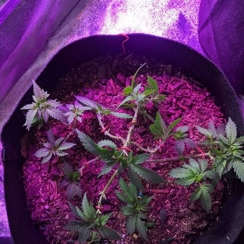 White Widow Mother  growlog timeline photo