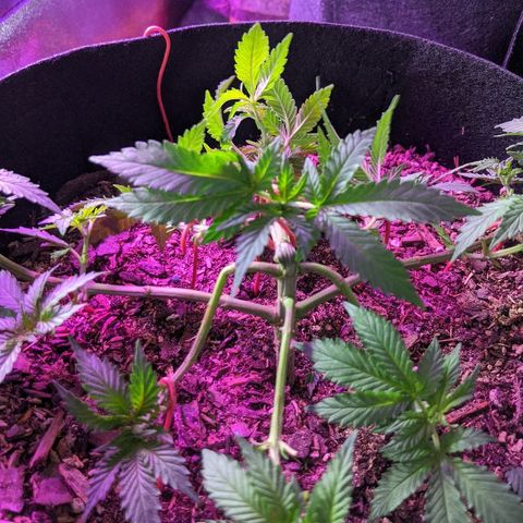 White Widow Mother  growlog timeline photo