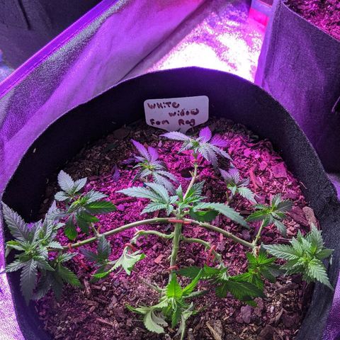 White Widow Mother  growlog timeline photo