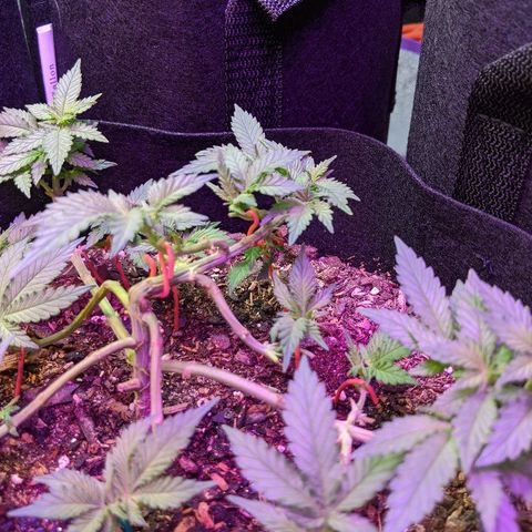 White Widow Mother  growlog timeline photo