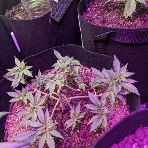White Widow Mother  growlog timeline photo