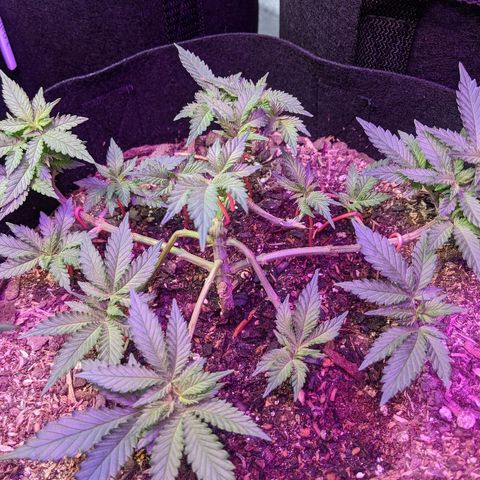 White Widow Mother  growlog timeline photo