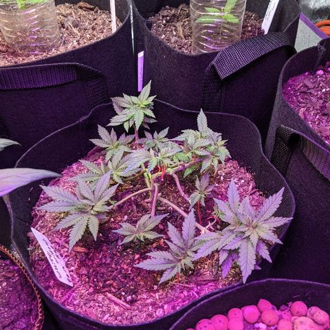 White Widow Mother  growlog timeline photo