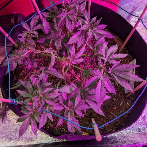 White Widow Mother  growlog timeline photo