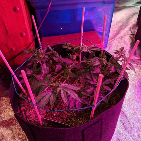 White Widow Mother  growlog timeline photo