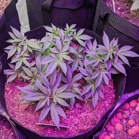 White Widow Mother  growlog timeline photo