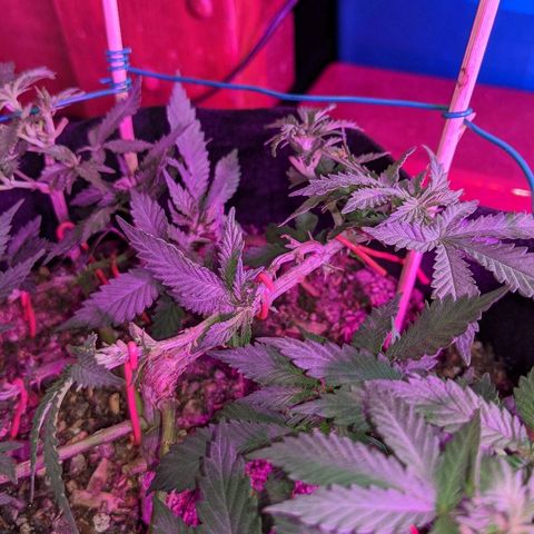 White Widow Mother  growlog timeline photo