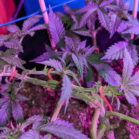 White Widow Mother  growlog timeline photo