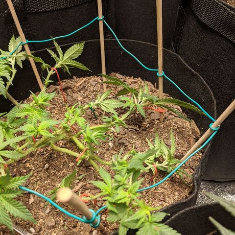 White Widow Mother  growlog timeline photo