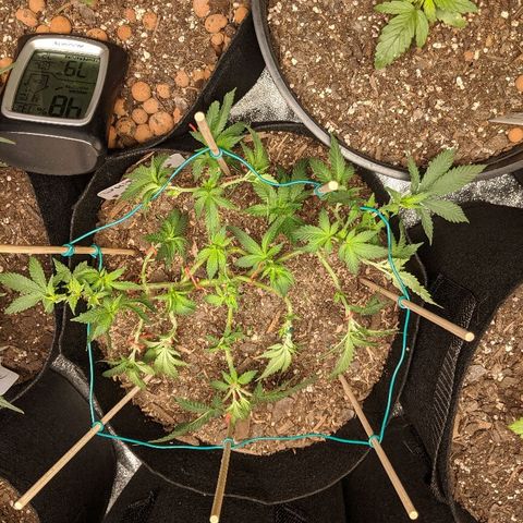 White Widow Mother  growlog timeline photo