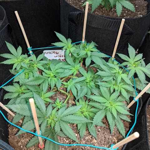 White Widow Mother  growlog timeline photo