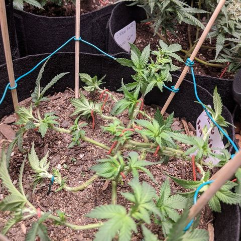 White Widow Mother  growlog timeline photo