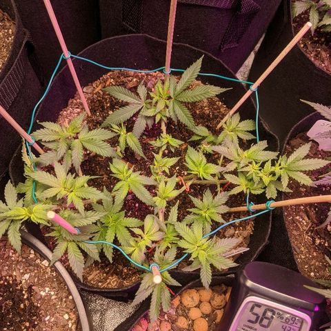 White Widow Mother  growlog timeline photo