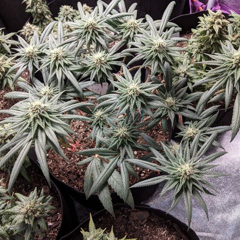 Ten year old seed  growlog timeline photo
