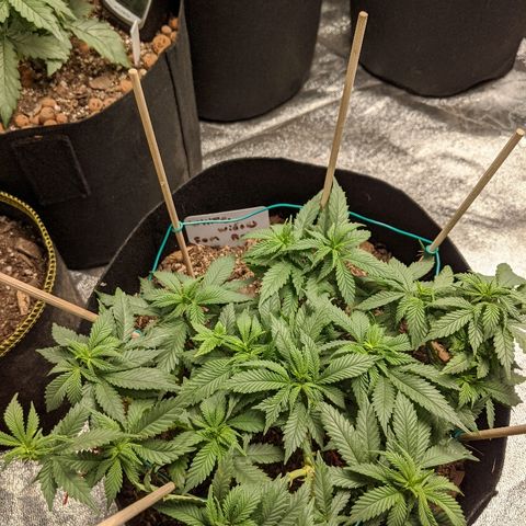 White Widow Mother  growlog timeline photo