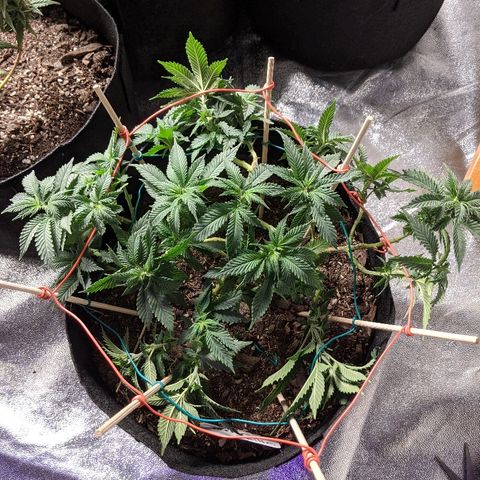 White Widow Mother  growlog timeline photo