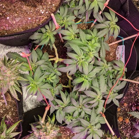 White Widow Mother  growlog timeline photo