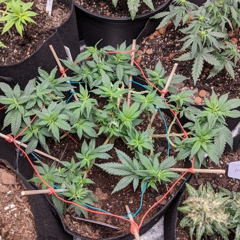 White Widow Mother  growlog timeline photo