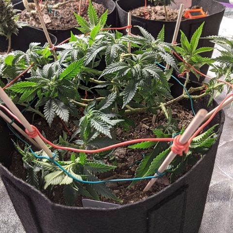 White Widow Mother  growlog timeline photo