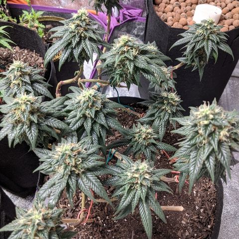Ten year old seed  growlog timeline photo