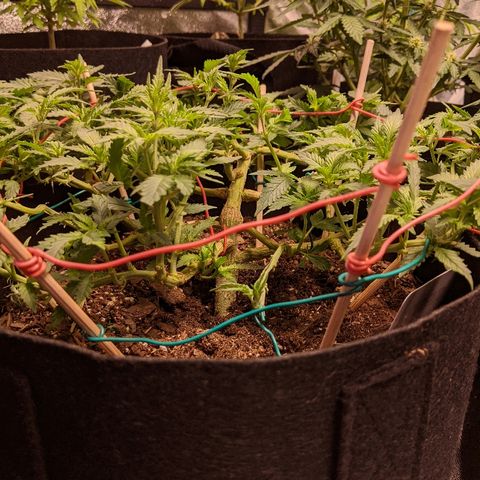 White Widow Mother  growlog timeline photo