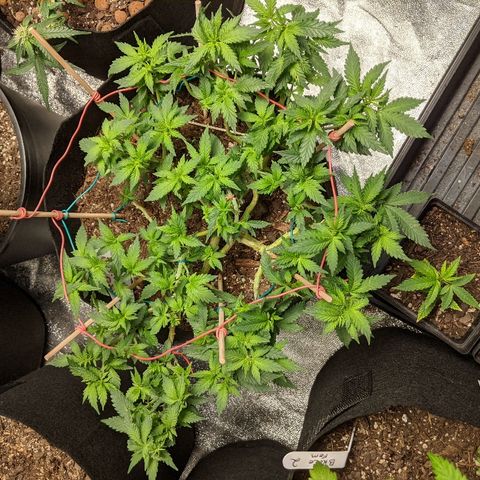 White Widow Mother  growlog timeline photo